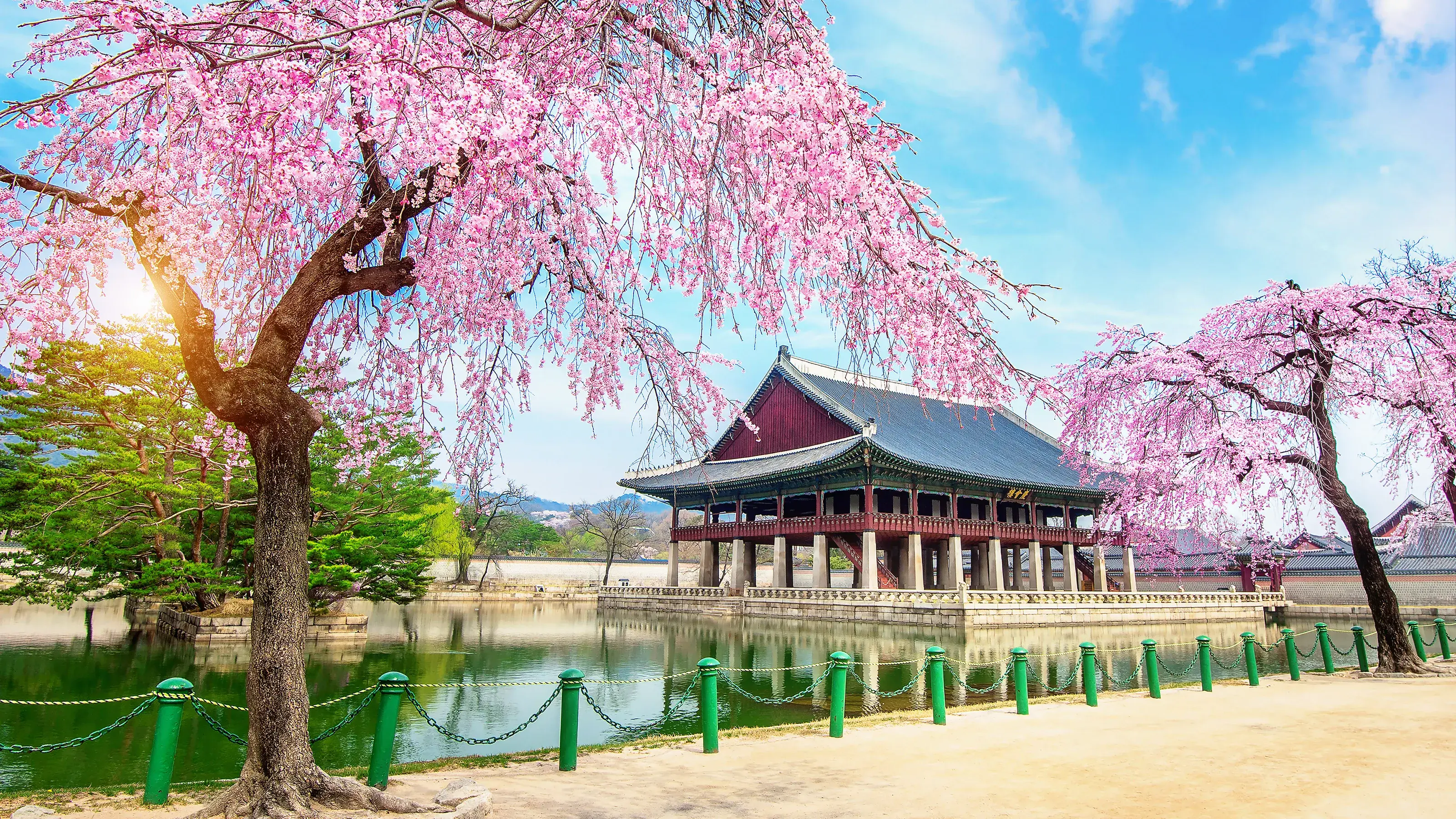 Gyeongbokgung Palace with cherry blossom in spring, Seoul Korea